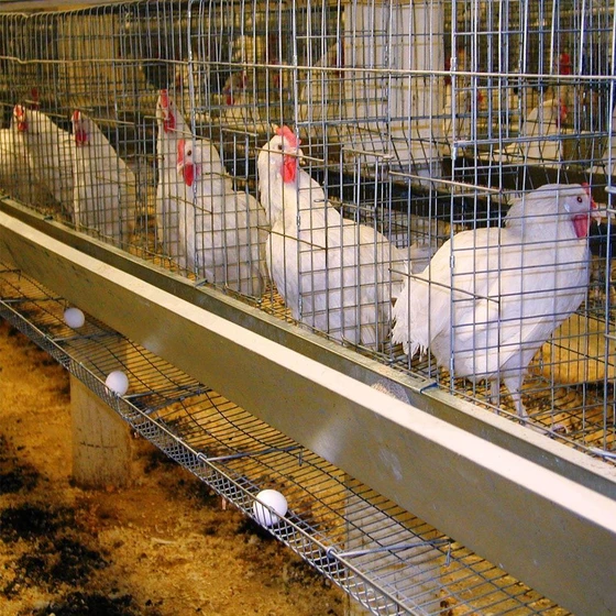 poultry-battery-cages-2.webp