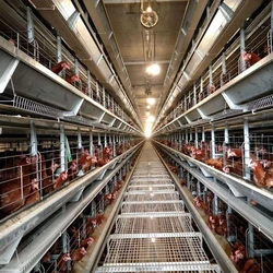 Poultry Battery Cages