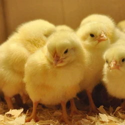 Yellow Chicken Chicks