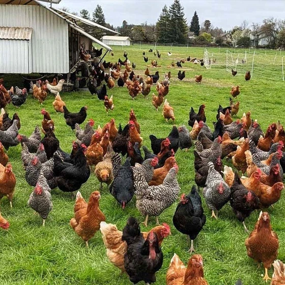 poultry-farming-chicken-1.webp