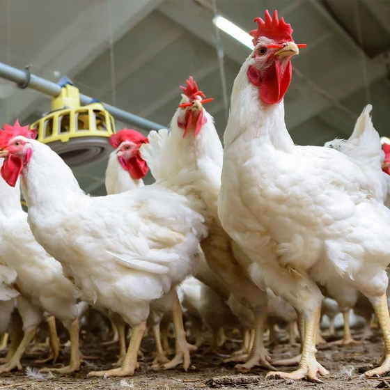 poultry-farming-chicken-2.webp