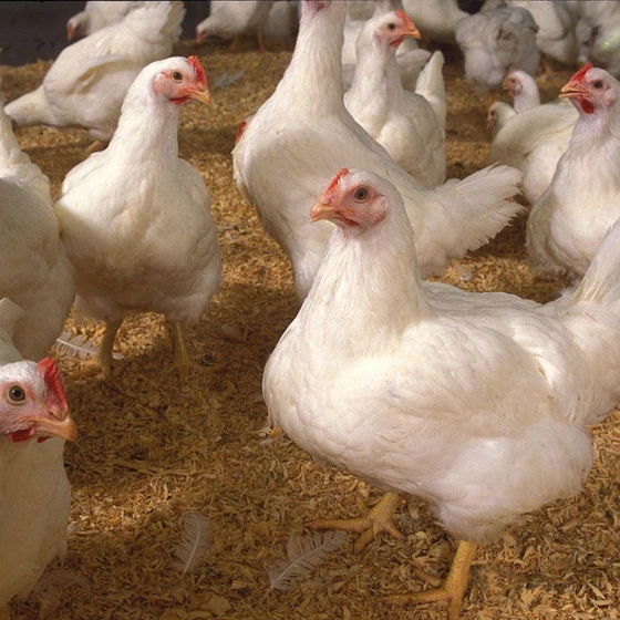 poultry-chicken-chicks-2.webp