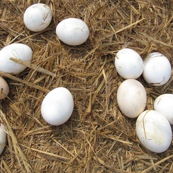 Fresh White Egg
