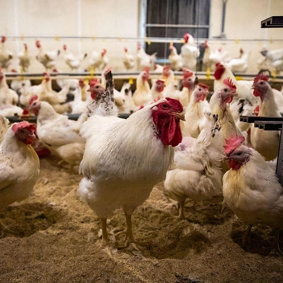 poultry-farm-chick-2.webp