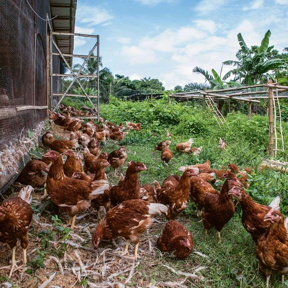 brown-farm-chick-2.webp