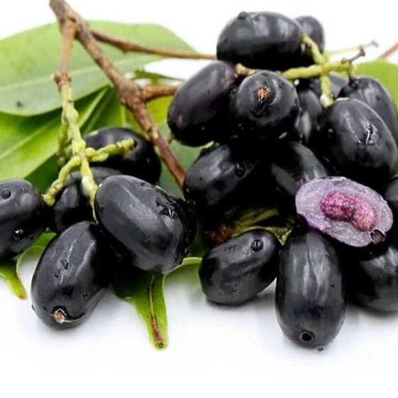 jamun-fruit-plant-2.webp