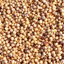 Sorghum Jowar Seeds