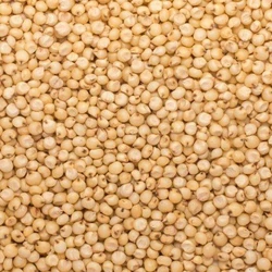 Natural Jowar Seeds