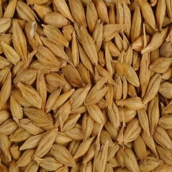 barley-malt-grain-1.webp