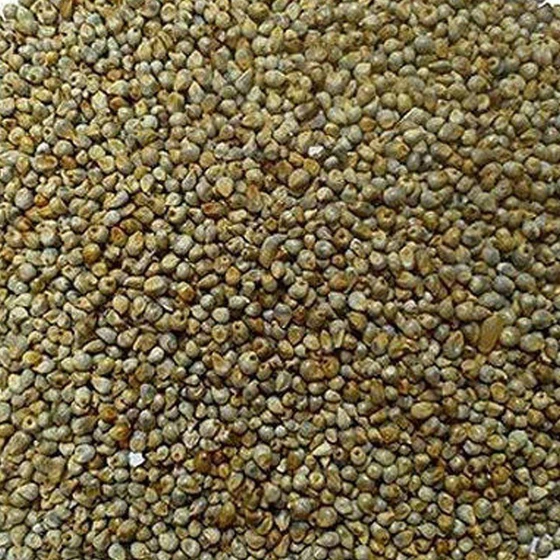 hybrid-bajra-seed-1.webp