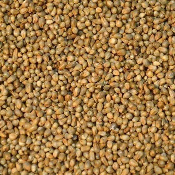 hybrid-bajra-seed-2.webp