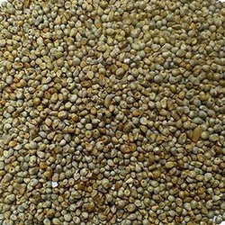 Hybrid Bajra Seed