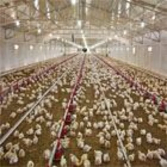 girder-poultry-shed-2.webp