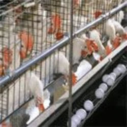 Girder Poultry Shed