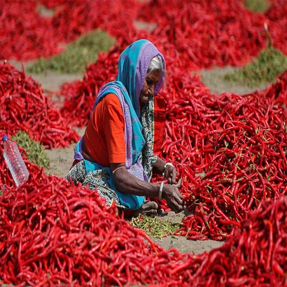 red-chilli-2.webp