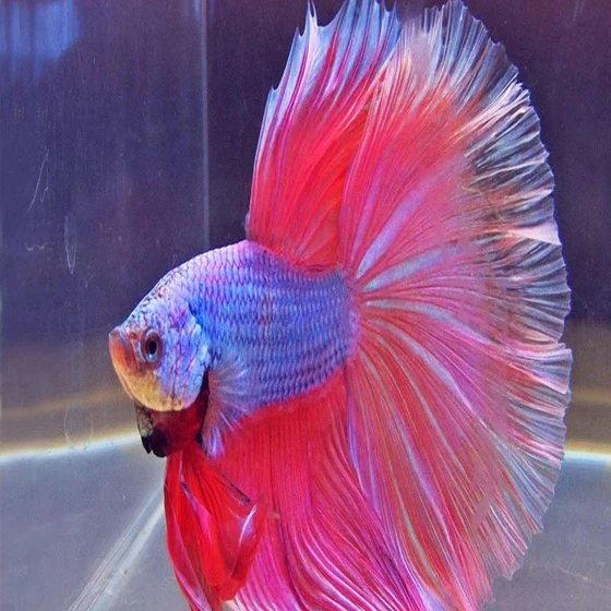 asian-betta-fighter-fish-2.webp
