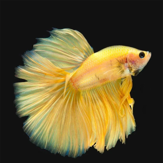 feather-tail-betta-fighter-fish-1.webp