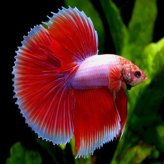 feather-tail-betta-fighter-fish-2.webp