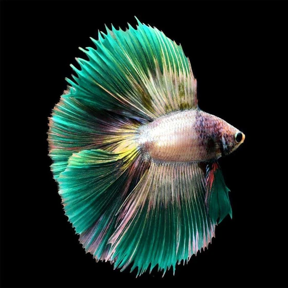 green-halfmoon-betta-fish-1.webp