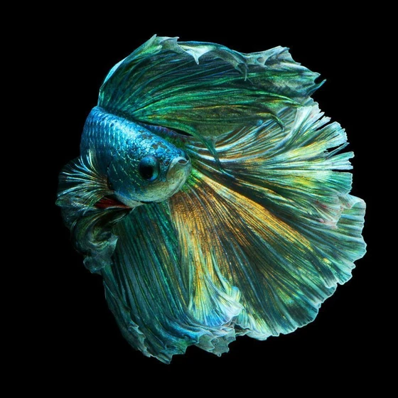 green-halfmoon-betta-fish-2.webp