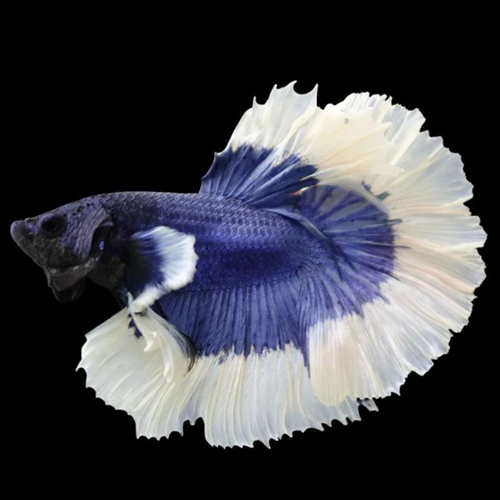 halfmoon-betta-fighting-fish-2.webp