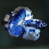 Halfmoon Betta Fighting Fish, Beautiful, elegant