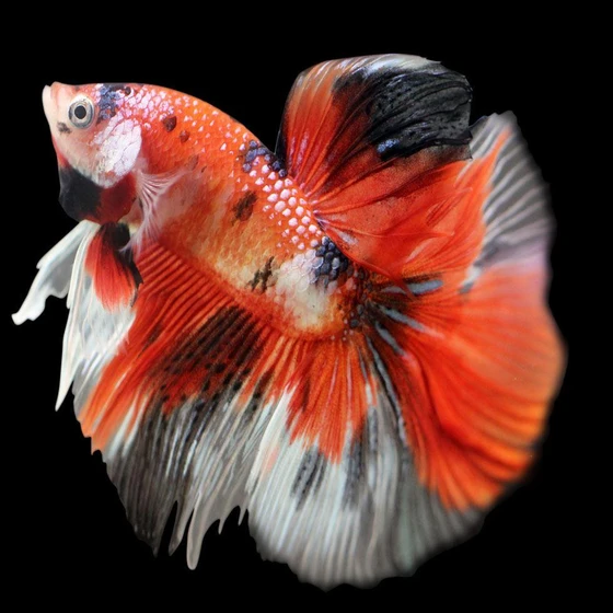 marble-betta-fighting-fish-2.webp