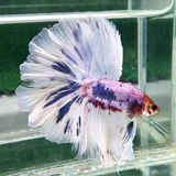Marble Betta Fighting Fish, Inquisitive, active