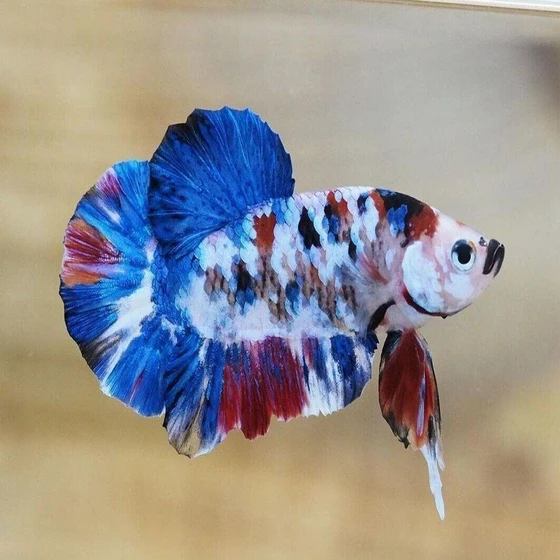 koi-betta-fighting-fish-2.webp