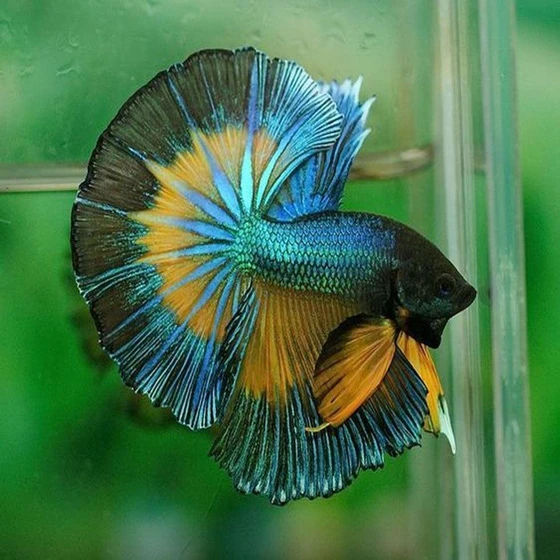 mustard-gas-betta-fish-2.webp