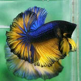 Mustard Gas Betta Fish, High grade color, 6.5 ph range