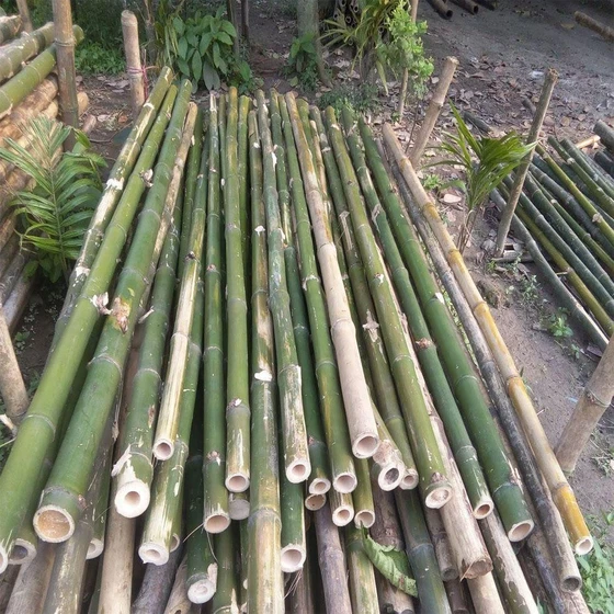 bamboo-natural-poles-2.webp
