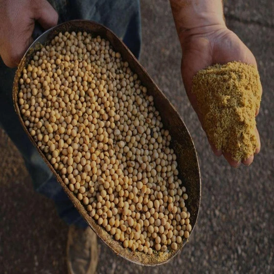animal-soyabean-meal-2.webp