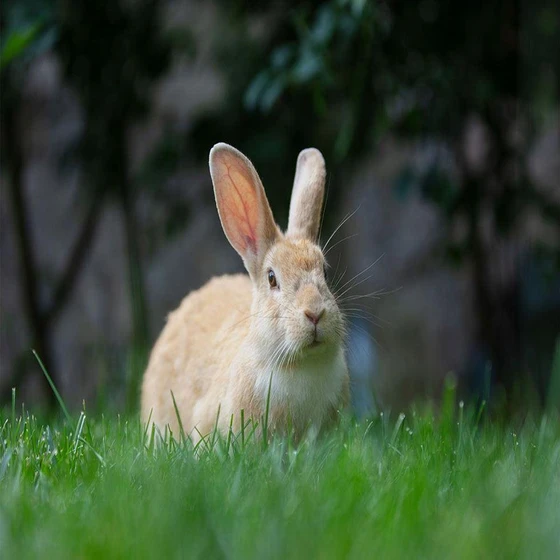 live-rabbit-1.webp
