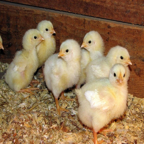 newborn-broiler-chicks-2.webp