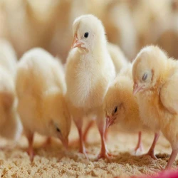 Newborn Broiler Chicks