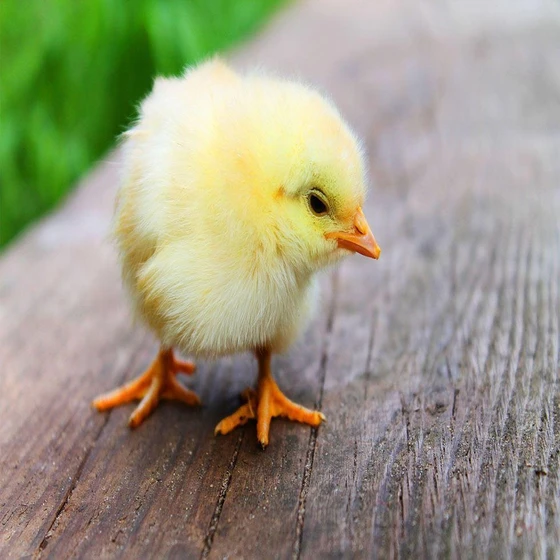 newborn-yellow-chicks-2.webp
