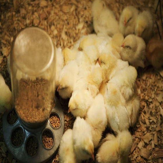 male-white-chicks-2.webp