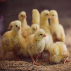 Male White Chicks