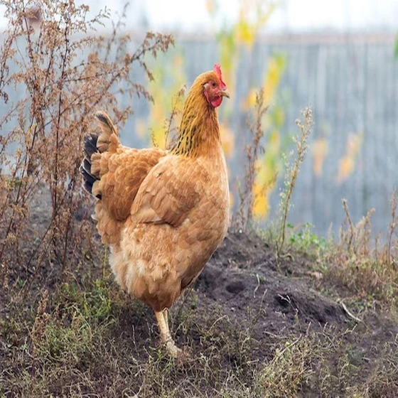 brown-live-country-chicken-2.webp