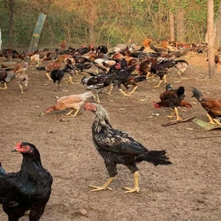 Brown Live Country Chicken