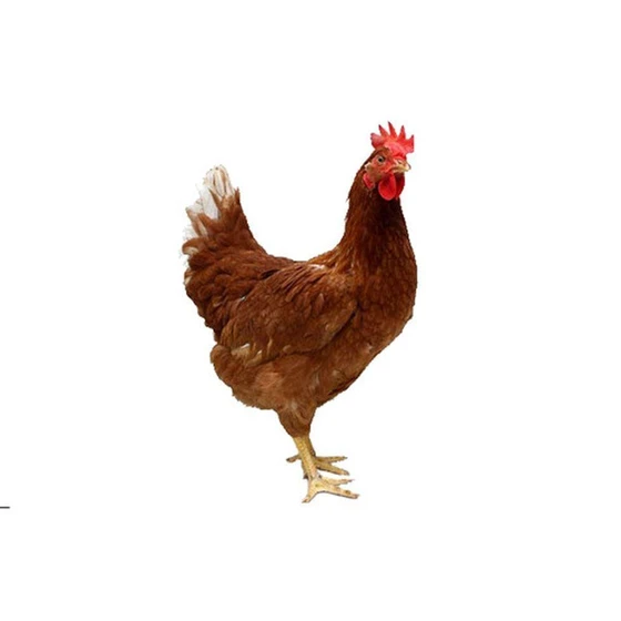 female-live-country-chicken-2.webp