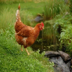 Female Live Country Chicken