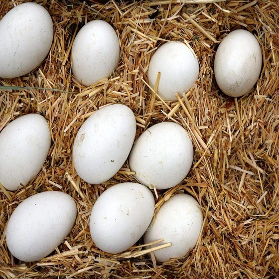 white-chicken-egg-2.webp