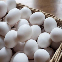 White Chicken Egg