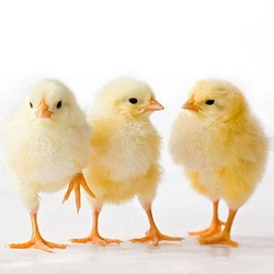 Yellow Poultry Farm Chicks