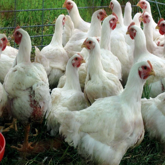white-live-poultry-chicken-2.webp