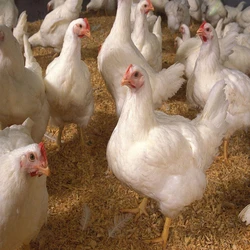 White Live Poultry Chicken