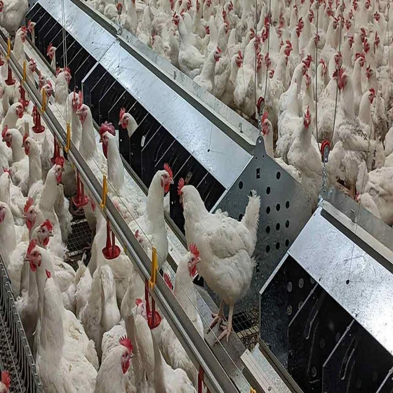 broiler-breed-poultry-farm-2.webp