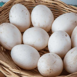 Fresh Country Duck Egg